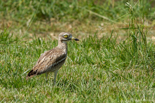 Œdicnème criard — Burhinus oedicnemus (Linnaeus, 1758), (Zoodycée, Chizé (79), France, le 12/06/2021)