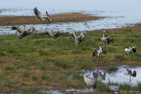 Grue cendrée – Grus grus (Linnaeus, 1758), (réserve des barthes de Saint-Martin-de-Seignanx (64), France, le 19/01/2019)