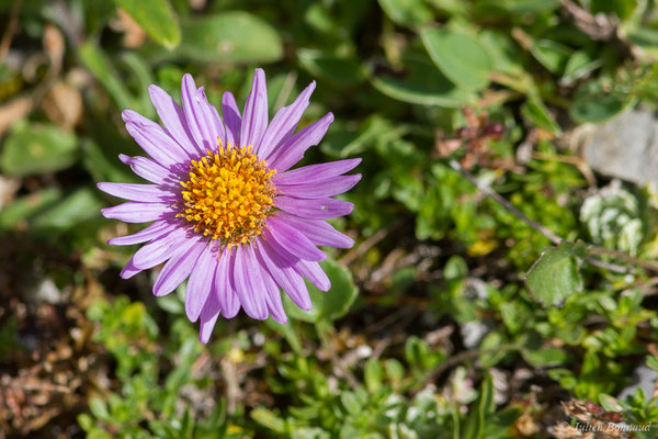 Aster des Alpes — Aster alpinus L., 1753, (Station de ski de Gourette, Eaux-Bonnes (64), France, le 11/08/2021)