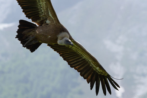 Vautour fauve — Gyps fulvus (Hablizl, 1783), (station de ski de Gourette, Eaux-Bonnes (64), France, le 27/05/2022)