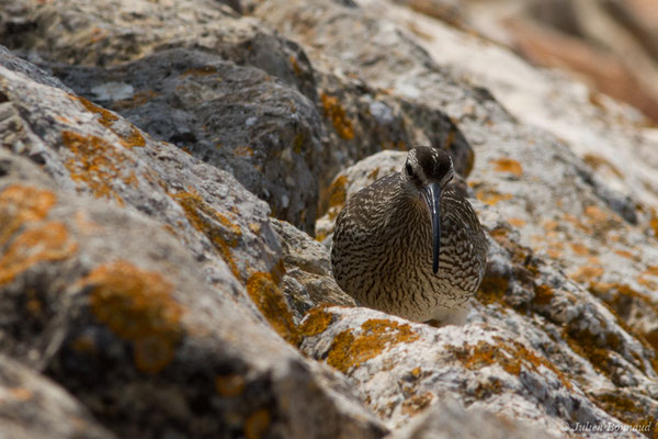 Courlis corlieu — Numenius phaeopus (Linnaeus, 1758), (Lagos (Faro), (Algarve), Portugal, le 30/08/2018)