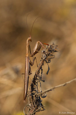 Mante religieuse — Mantis religiosa (Linnaeus, 1758), (Sagres (Vila do Bispo), (Algarve), Portugal, le 30/08/2018)