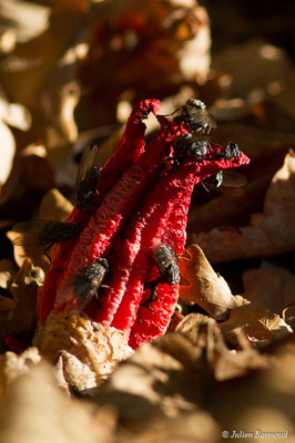 Anthurus d'archer — Clathrus archeri (Berk.) Dring
