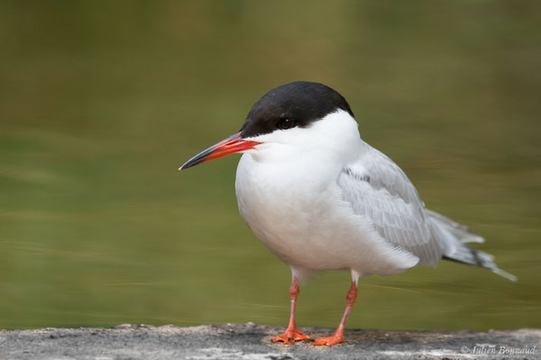 Sterne pierregarin — Sterna hirundo Linnaeus, 1758, (Par animalier des Pyrénées, Argelès-Gazost (65), France, le 30/05/2021)