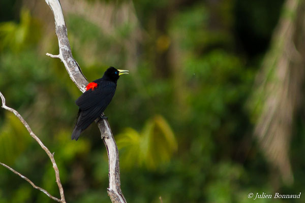 Cassique cul-rouge (Cacicus haemorrhous) (adulte) (Larivot, Matoury, le 25/02/2017)