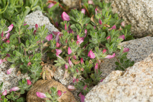 Bugrane penchée — Ononis reclinata L., 1763