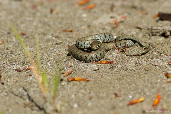 Couleuvre helvétique — Natrix helvetica (Lacepède, 1789)