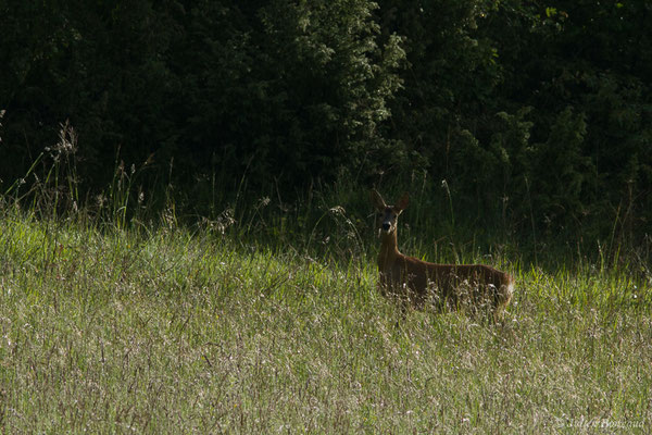 Chevreuil européen – Capreolus capreolus (Linnaeus, 1758), (Pihourc, Saint-Godens (31), France, le 21/05/2018)