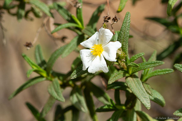 Ciste de Montpellier — Cistus monspeliensis L., 1753, (Réserve Naturelle Jebel Bouhachem, Anjra Derdara (Tanger-Tétouan-Al Hoceïma), Maroc, le 23/02/2023)