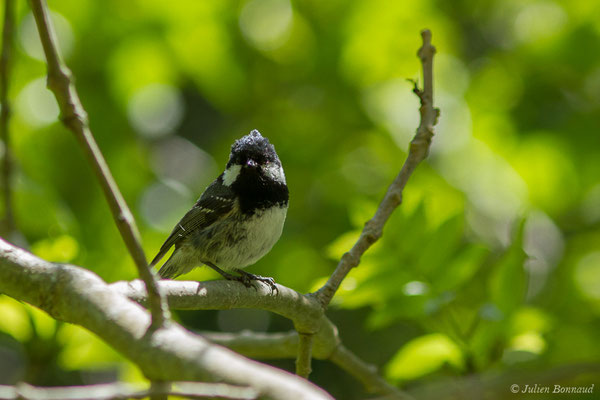 Mésange noire – Periparus ater (Linnaeus, 1758), (Sers (65), France, le 07/06/2019)