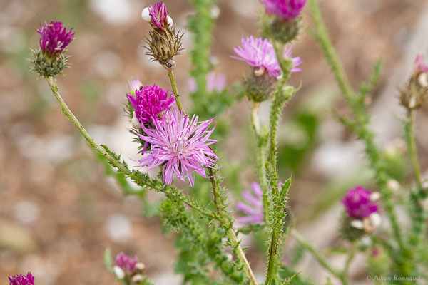Chardon crepu — Carduus crispus L., 1753