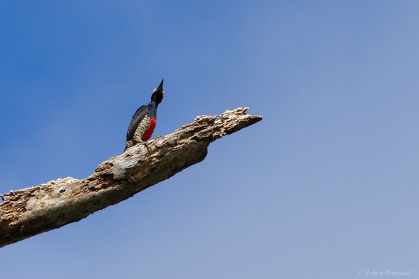 Pic à chevron d'or — Melanerpes cruentatus (Boddaert, 1783), (mine d'or Espérance, Apatou, Guyane, le 15/05/2017)