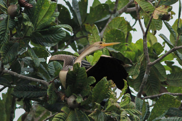 Anhinga d'amérique — Anhinga anhinga (Linnaeus, 1766)