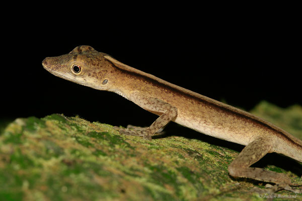 Anolis brun-doré — Norops fuscoauratus (d’Orbigny, 1837), (Sentier de la Mirande, Matoury, le 09/07/2015)