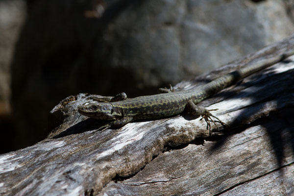 Lézard des murailles — Podarcis muralis (Laurenti, 1768), (Cauterets  (65), France, le 31/03/2018)