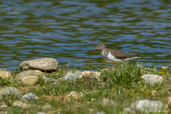 Chevalier guignette — Actitis hypoleucos (Linnaeus, 1758)