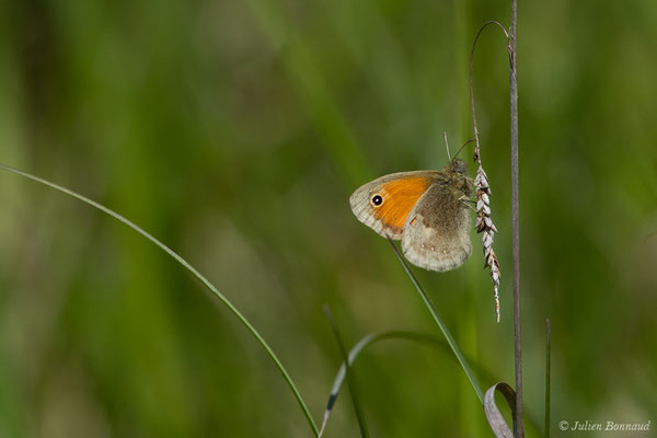 Procris — Coenonympha pamphilus (Linnaeus, 1758), (Pihourc, Saint-Godens (31), France, le 21/05/2018)