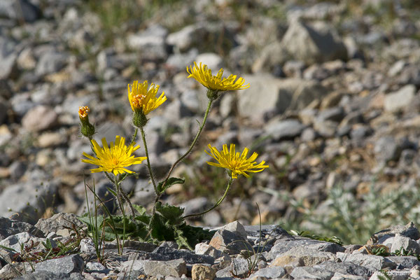 Épervière peu élevée — Hieracium humile Jacq., 1777, (Station de ski de Gourette, Eaux Bonnes (65), France, le 30/07/2020)