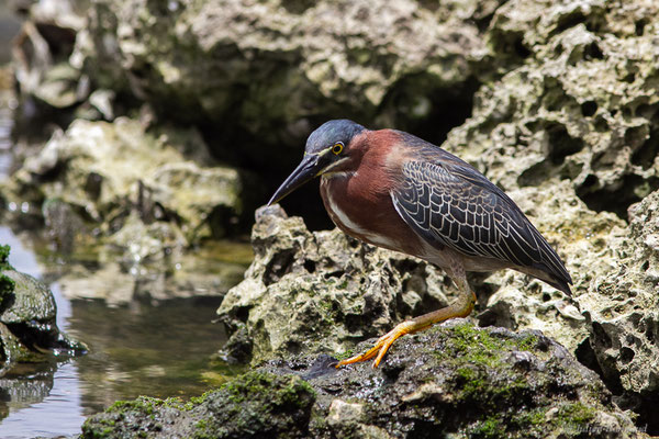 Héron vert — Butorides virescens (Linnaeus, 1758), (adulte) (Baie Mahault, Guadeloupe, le 17/05/2016)