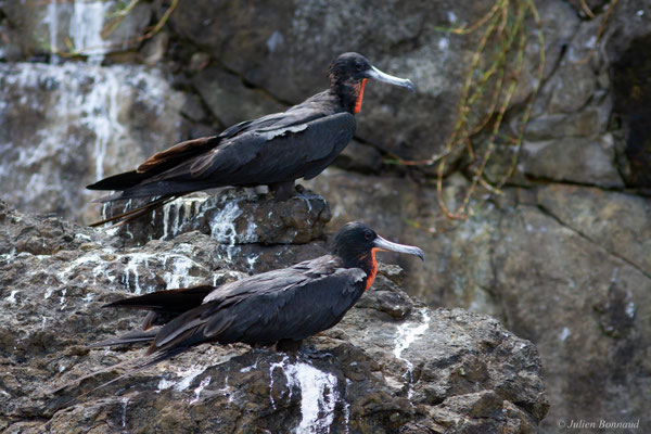 Frégate superbe — Fregata magnificens Mathews, 1914