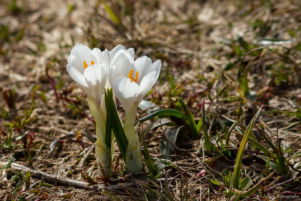 Crocus printanier — Crocus vernus (L.) Hill, 1765