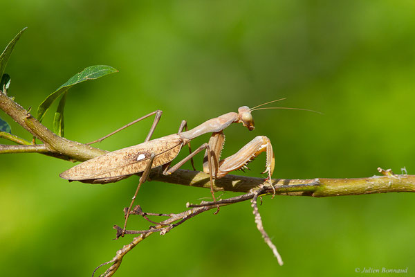 Mante géante africaine — Sphodromantis viridis Forskål, 1775, (Kenitra (Rabat-Salé-Kénitra), Maroc, le 30/01/2023)