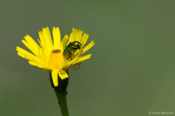 Cryptocephalus sericeus (Linnaeus, 1758), (Pihourc, Saint-Godens (31), France, le 21/05/2018)