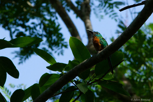 Grand Jacamar — Jacamerops aureus (Statius Müller, 1776), (Citron, Saint-Laurent-du-Maroni, Guyane, le 13/10/2016)