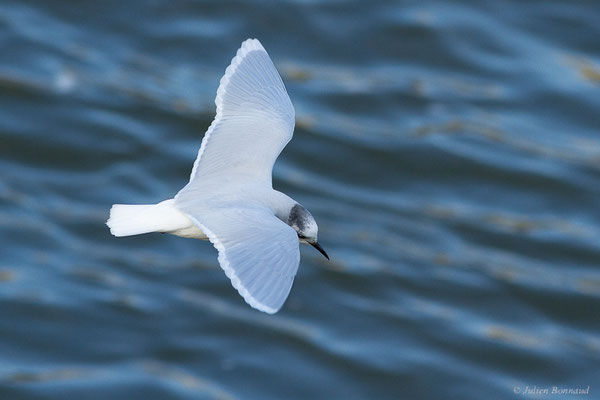 Mouette pygmée — Hydrocoloeus minutus (Pallas, 1776), (Capbreton (40), France, le 02/12/2022)