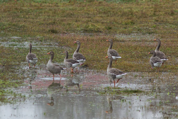 Oie cendrée — Anser anser (Linnaeus, 1758), (Saligue aux oiseaux, Orthez (64), France, le 29/12/2018)