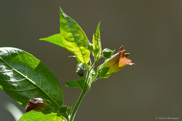 Belladone – Atropa belladonna L., 1753, (Etsaut (64), France, le 03/06/2022)