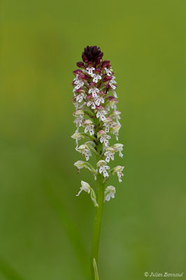 Orchis brûlé — Neotinea ustulata (L.) R.M.Bateman, Pridgeon & M.W.Chase, 1997