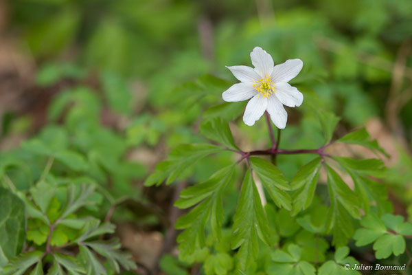 Anémone des bois — Anemone nemorosa L., 1753