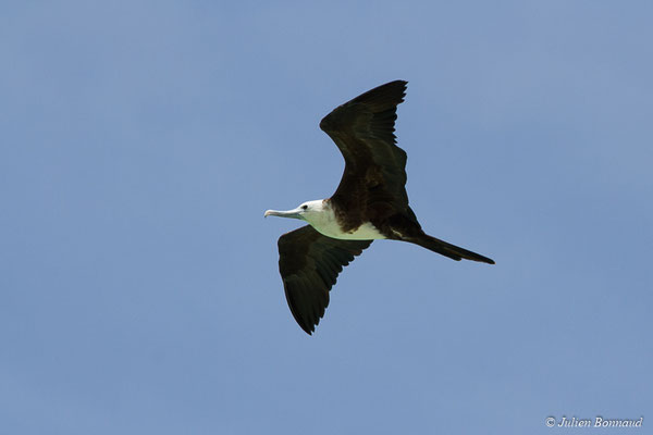 Frégate superbe — Fregata magnificens Mathews, 1914, (Saint-Anne, Guadeloupe, le 15/05/2016)