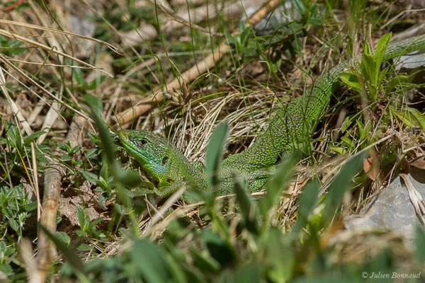Lézard à deux raies — Lacerta bilineata (Daudin, 1802)