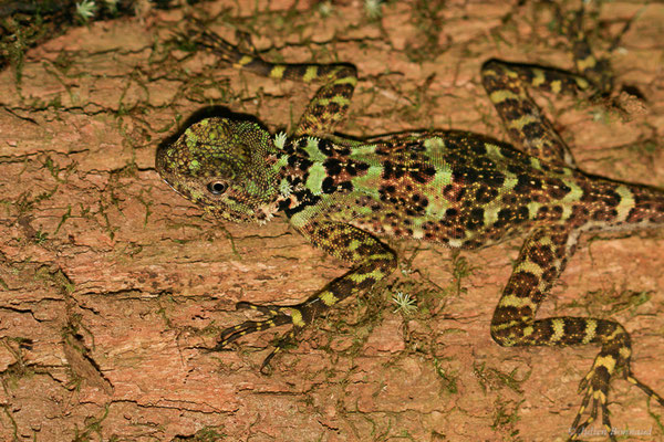 Tropidure plissé — Plica plica (Linnaeus, 1758), (montagne de Kaw, Guyane, le 29/03/2014)