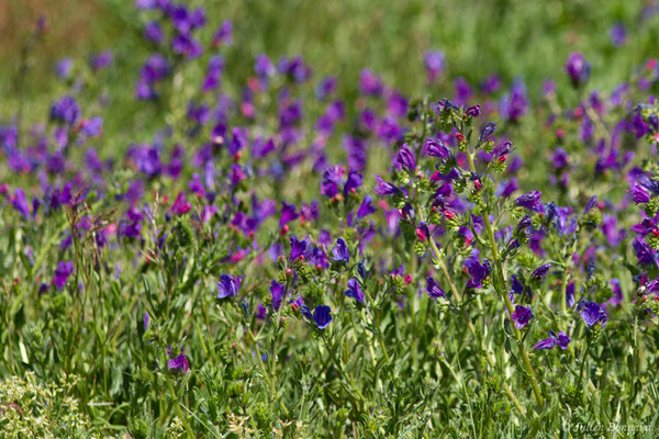 Vipérine à feuilles de plantain, Vipérine faux Plantain — Echium plantagineum L., 1771, (Saint-Paul-Les-Dax (40), France, le 17-04-2018)