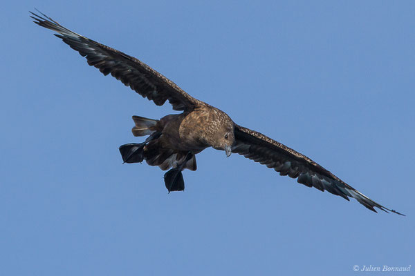 Grand Labbe – Stercorarius skua (Brünnich, 1764), (Saint-Jean-de-Luz (64), France, le 17/10/2020)