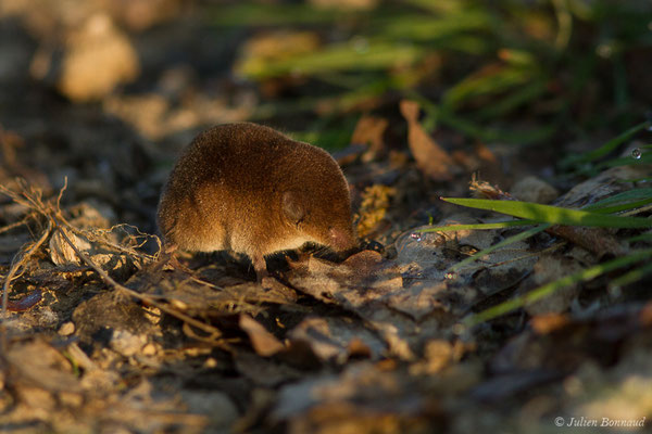 Musaraigne pygmée — Sorex minutus Linnaeus, 1766