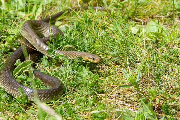 Couleuvre d'Esculape — Zamenis longissimus (Laurenti, 1768)