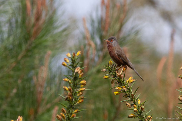 Fauvette pitchou — Curruca undata (Boddaert, 1783), (Saint-Martin-d'Oney (40), France, le 17/04/2025)