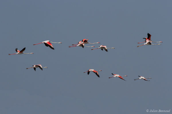 Flamant rose – Phoenicopterus roseus Pallas, 1811, (Ria Formosa (Faro), (Algarve), Portugal, le 01/09/2018)