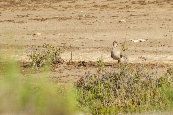 Glaréole à collier — Glareola pratincola (Linnaeus, 1766), (Parc Natural del Delta de l'Ebre, Tarragone, Espagne, le 06/06/2022)