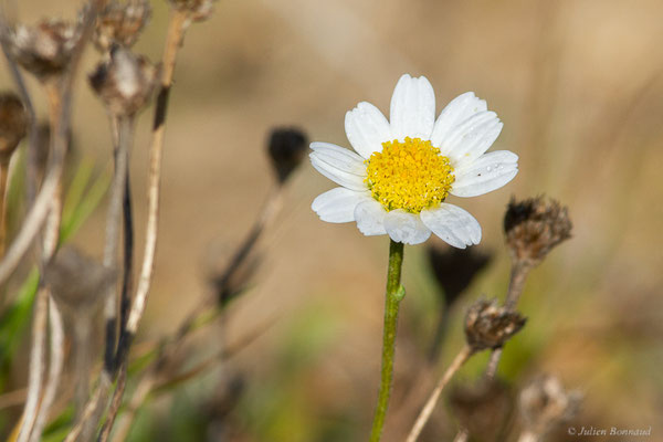 Anthémis maritime — Anthemis maritima L., 1753, (Anglet (64), France, le 10/10/2023)