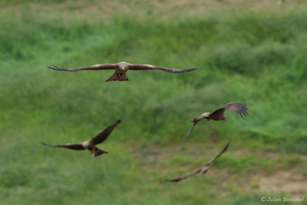 Milan noir – Milvus migrans (Boddaert, 1783), (adultes) (Pihourc, Lieoux (31), France, le 29/05/2018)