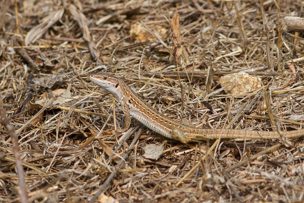 Lézard sicilien, Lézard des ruines — Podarcis siculus (Rafinesque-Schmaltz, 1810)