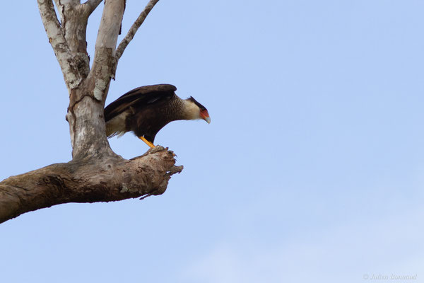 Caracara huppé — Caracara plancus (Miller, 1777), (Kourou, Guyane, le 14/03/2017)