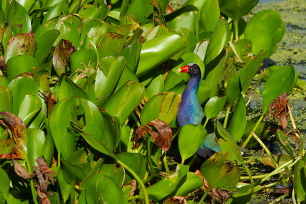Talève violacée — Porphyrio martinicus (Linnaeus, 1766), (adulte), (Lac Marie-Claire, Kourou, Guyane, le 04/12/2016)