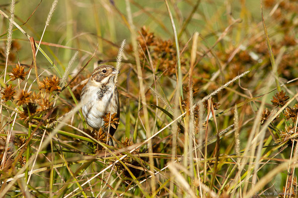 Bruant des roseaux — Emberiza schoeniclus (Linnaeus, 1758), (Dax (40), France, le 15/12/2022)