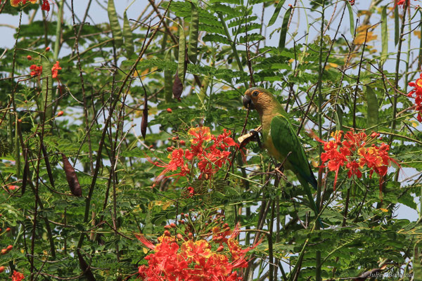 Conure cuivrée — Eupsittula pertinax (Linnaeus, 1758), (Remire-Montjoly, Guyane, le 05/03/2016)